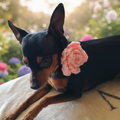 Crochet Flower For Dog Collar