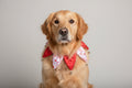 Heart Dog Collar with Bells