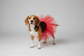 Red Dog Tutu