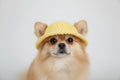 Yellow Crochet Dog Hat