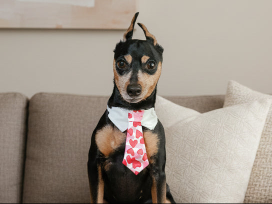 Valentine's Day Dog Tie